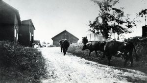 Bild ca 1940 taget nedifrån backen med kor på grönbete. Ladan i mitten låg framför brandstationens boningshus. Till höger hamnar senare Vårvägen och vår byggnad. Till vänster närmast ett hönshus. 